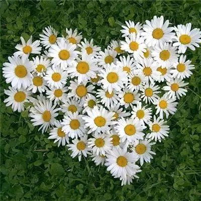 加拿大pc软件平台app下载截图